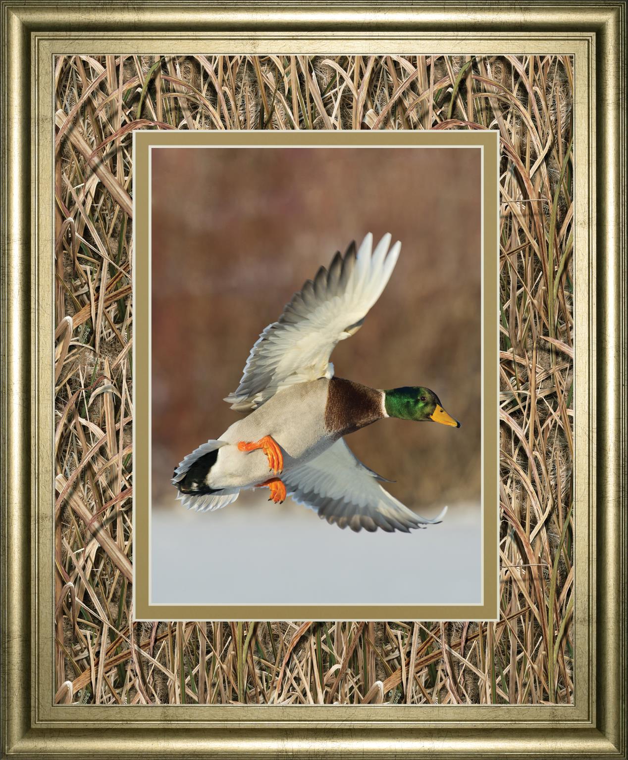 Flying Mallard By Steve Oehlenschlager ***Monl*** 34X40 Framed Print