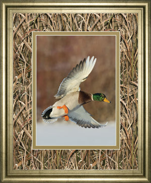 Flying Mallard By Steve Oehlenschlager ***Monl*** 34X40 Framed Print