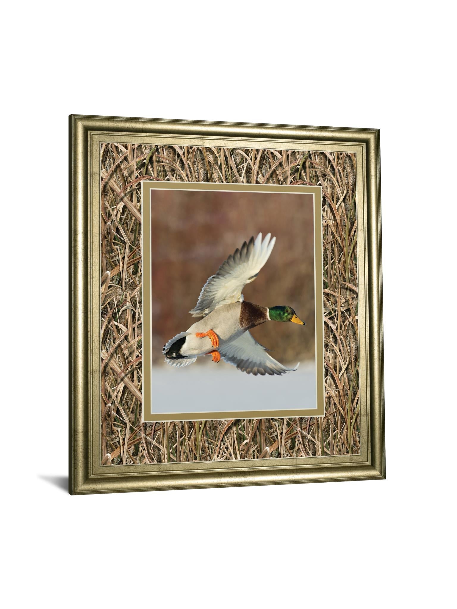 Flying Mallard By Steve Oehlenschlager ***Monl*** 34X40 Framed Print
