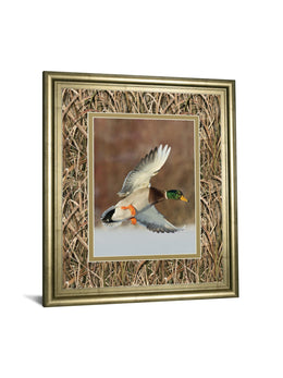Flying Mallard By Steve Oehlenschlager ***Monl*** 34X40 Framed Print