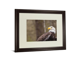 Majestic Eagle By Garytog 34X40 Framed Print