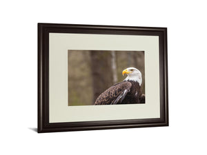 Majestic Eagle By Garytog 34X40 Framed Print
