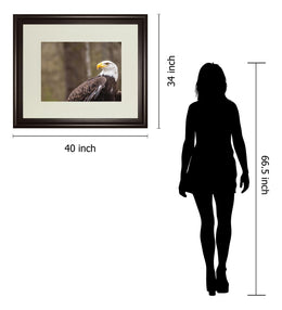 Majestic Eagle By Garytog 34X40 Framed Print