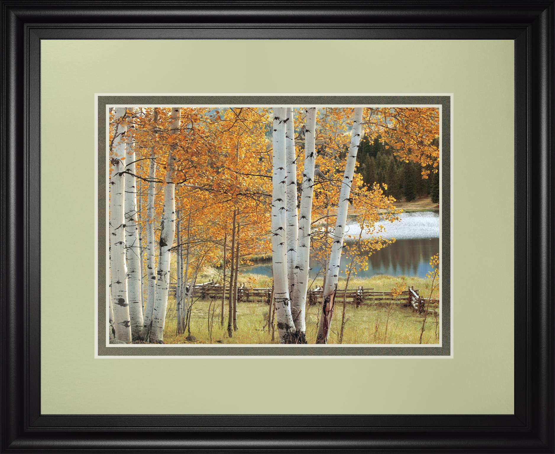 Birch Beauty By Mike Jones 34X40 Framed Print
