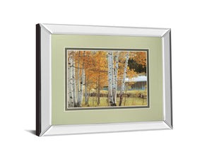 Mirrored Frame Birch Beauty By Mike Jones 34X40 Mirror Frame Print