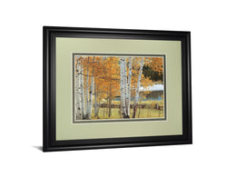 Birch Beauty By Mike Jones 34X40 Framed Print