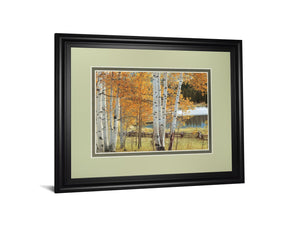 Birch Beauty By Mike Jones 34X40 Framed Print