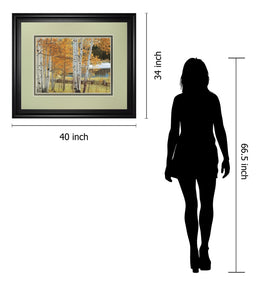 Birch Beauty By Mike Jones 34X40 Framed Print