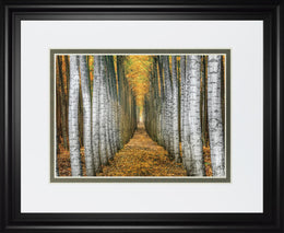 Tree Farm By Cahill 34X40 Framed Print