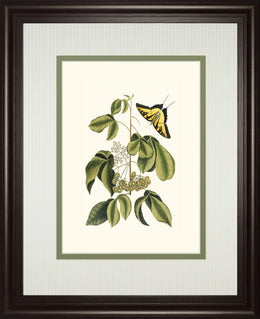 Papilio Antilochus By Marc Catesby 34X40 Framed Print