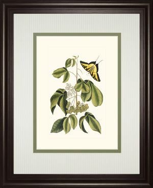 Papilio Antilochus By Marc Catesby 34X40 Framed Print