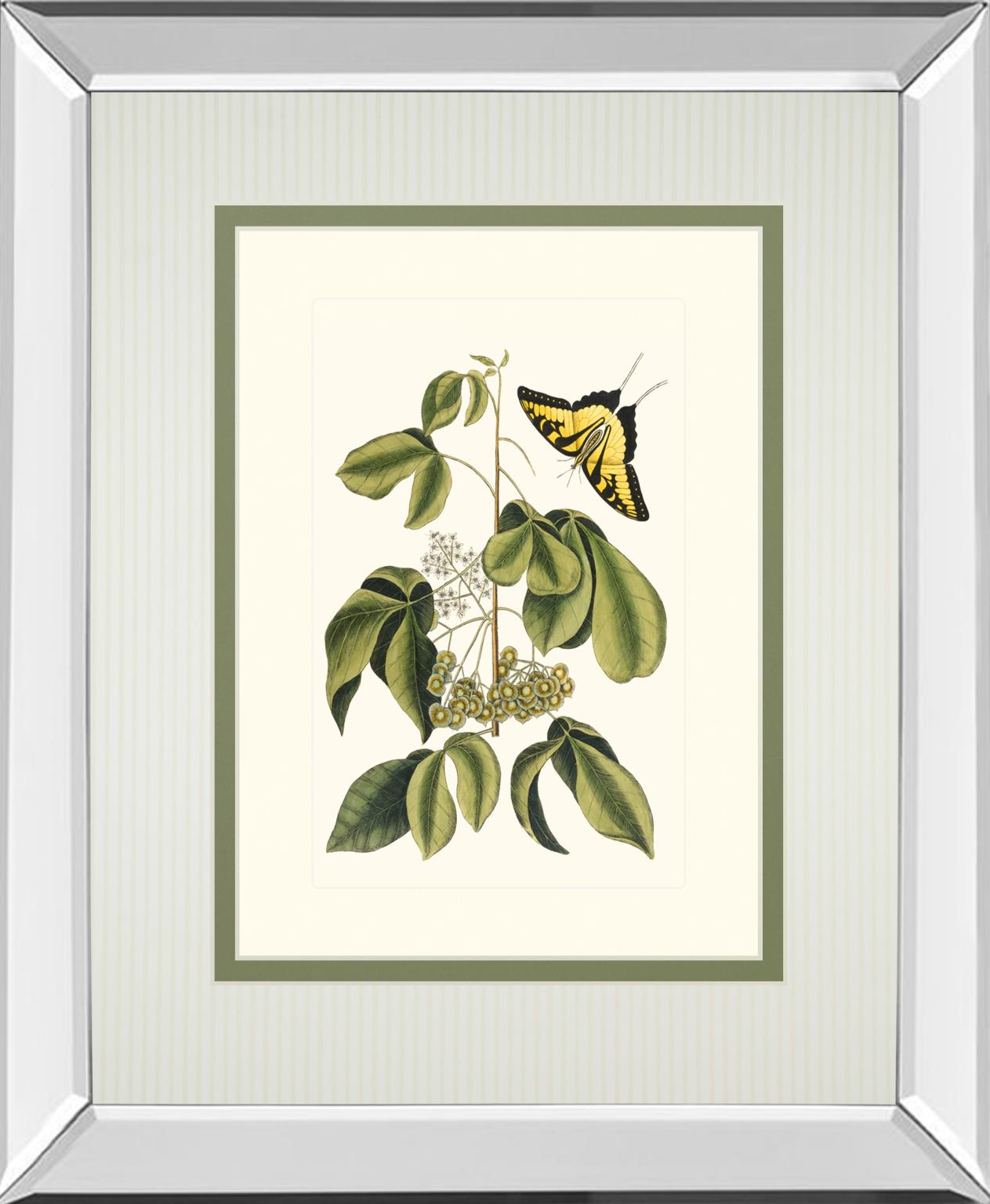 Papilio Antilochus By Marc Catesby 34X40 Mirror Frame Print