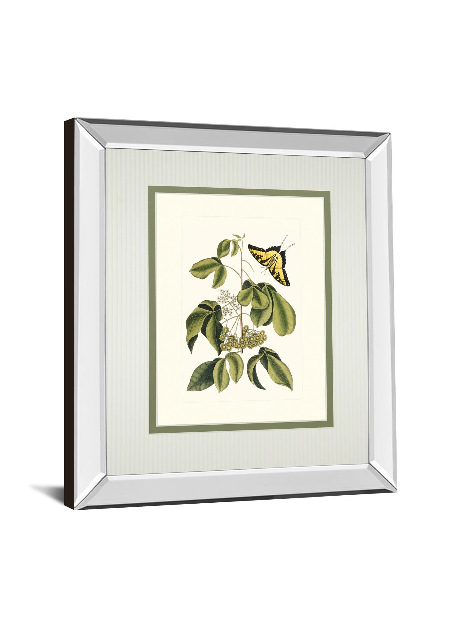 Papilio Antilochus By Marc Catesby 34X40 Mirror Frame Print