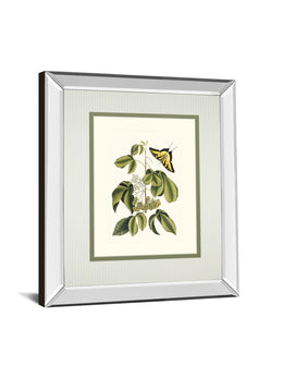 Papilio Antilochus By Marc Catesby 34X40 Mirror Frame Print