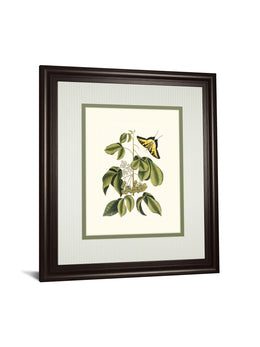 Papilio Antilochus By Marc Catesby 34X40 Framed Print