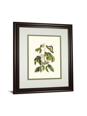 Papilio Antilochus By Marc Catesby 34X40 Framed Print