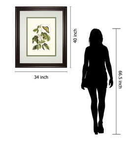 Papilio Antilochus By Marc Catesby 34X40 Framed Print