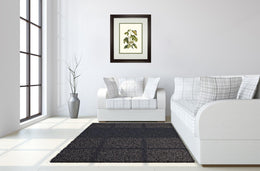 Papilio Antilochus By Marc Catesby 34X40 Framed Print