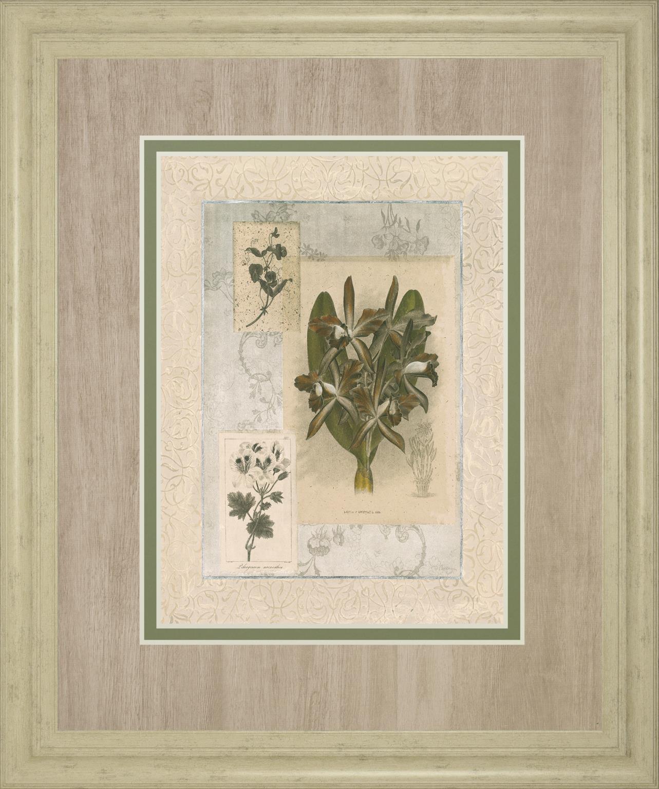 Histoire Du Orchid Vii By Carney 34X40 Framed Print