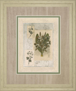 Histoire Du Orchid Vii By Carney 34X40 Framed Print