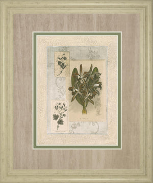 Histoire Du Orchid Vii By Carney 34X40 Framed Print