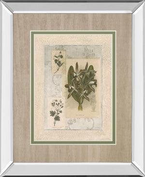 Histoire Du Orchid Vii By Carney 34X40 Mirror Frame Print