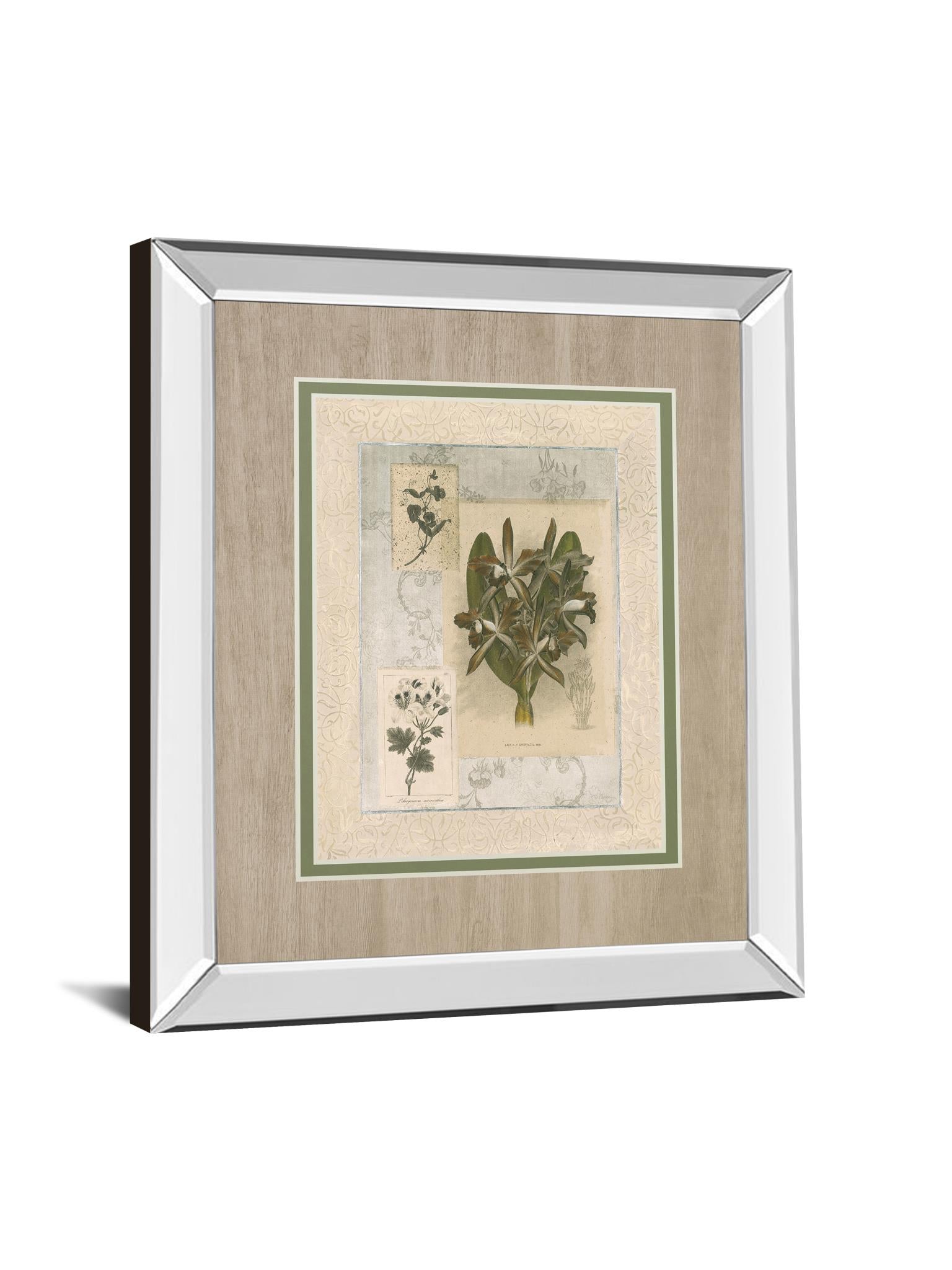 Histoire Du Orchid Vii By Carney 34X40 Mirror Frame Print