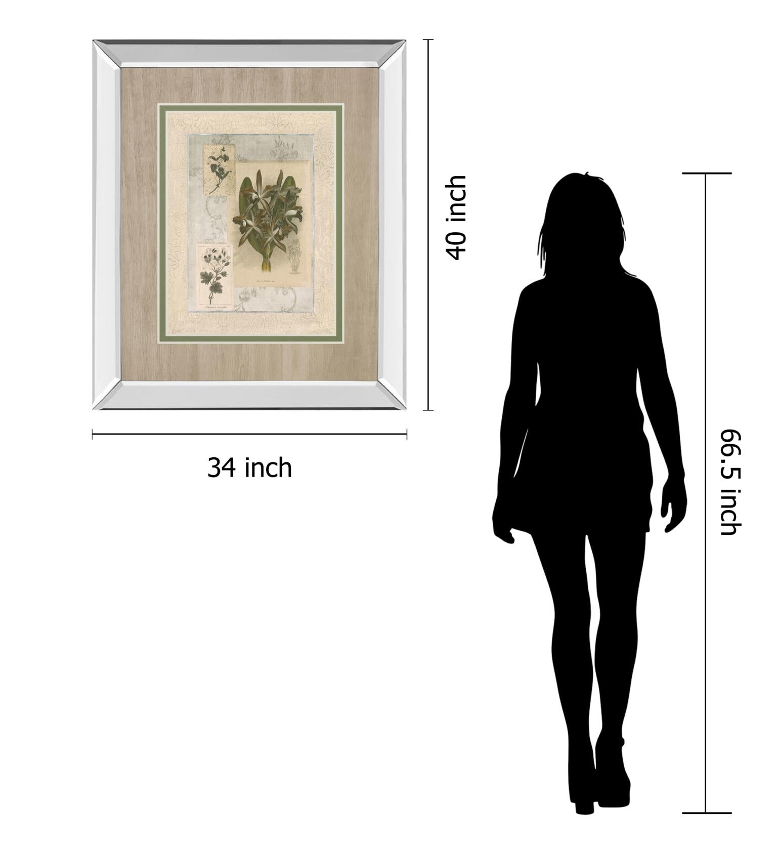 Histoire Du Orchid Vii By Carney 34X40 Mirror Frame Print