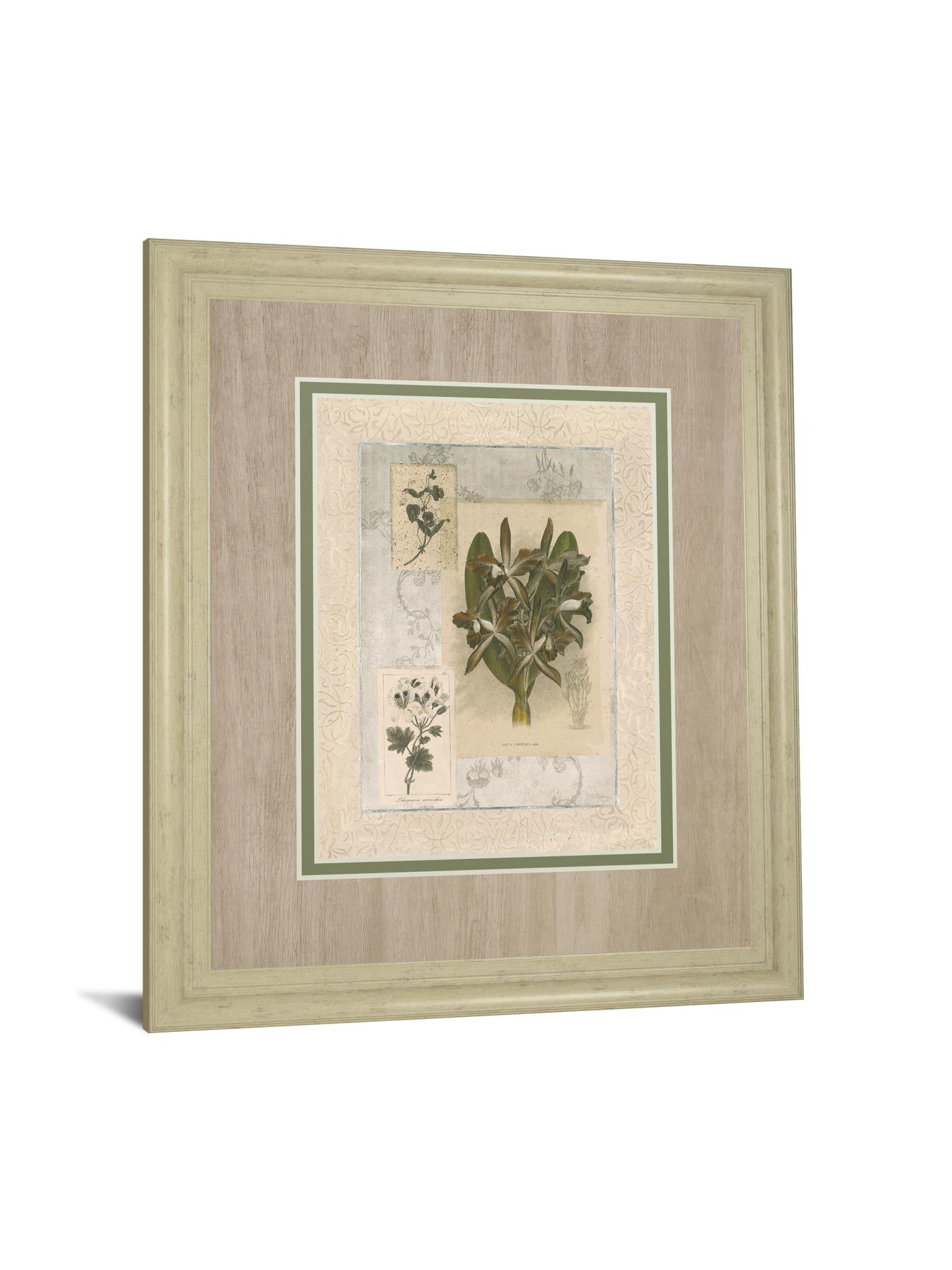 Histoire Du Orchid Vii By Carney 34X40 Framed Print