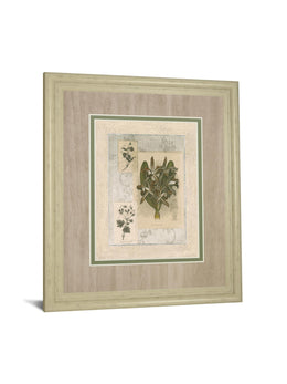 Histoire Du Orchid Vii By Carney 34X40 Framed Print