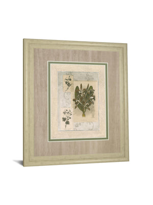 Histoire Du Orchid Vii By Carney 34X40 Framed Print