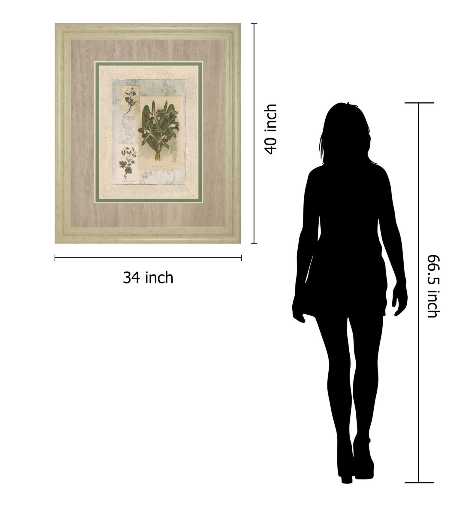 Histoire Du Orchid Vii By Carney 34X40 Framed Print