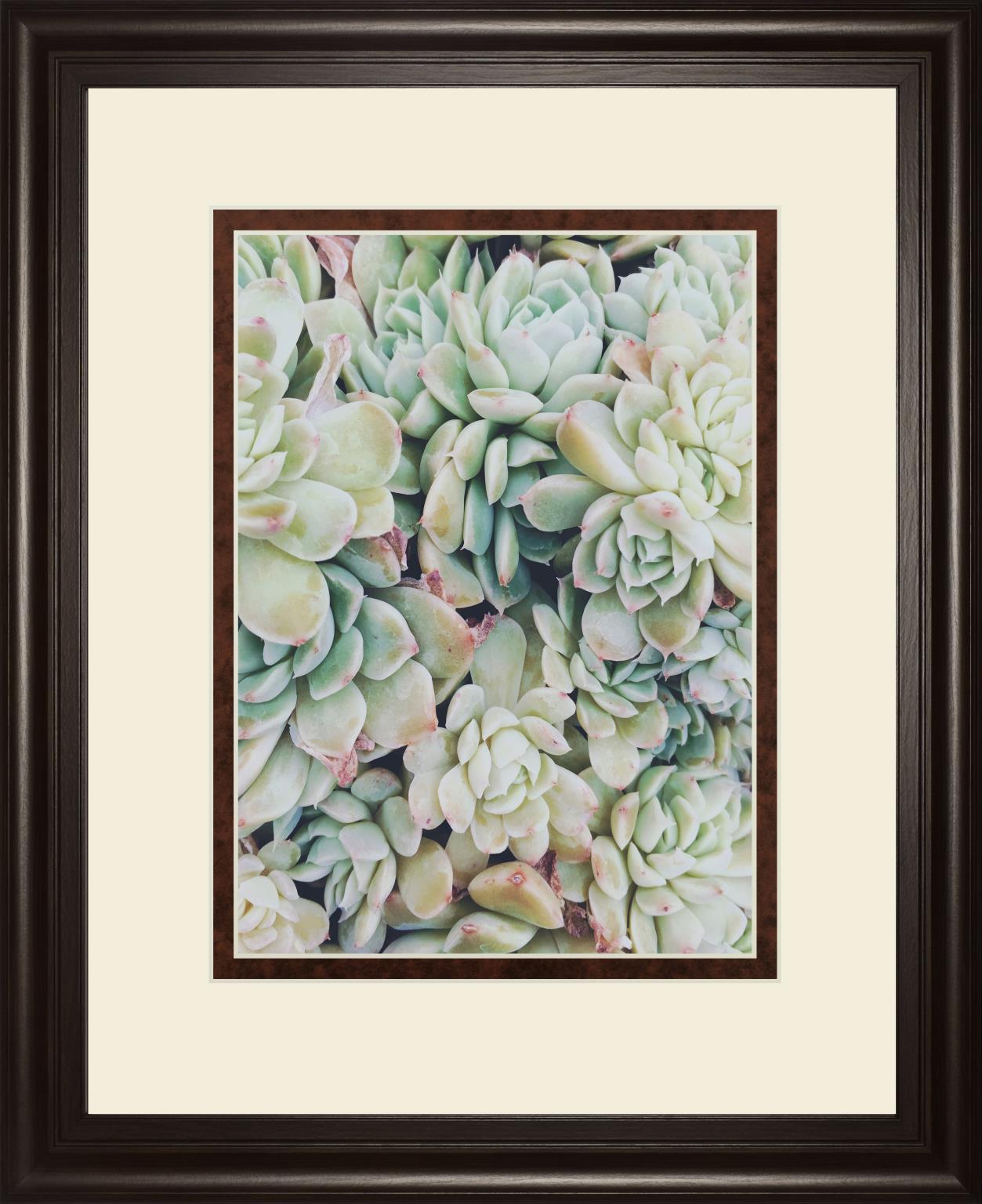 Translucent Succulents By Chelsea Kedron 34X40 Framed Print