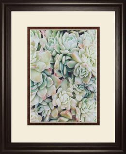 Translucent Succulents By Chelsea Kedron 34X40 Framed Print