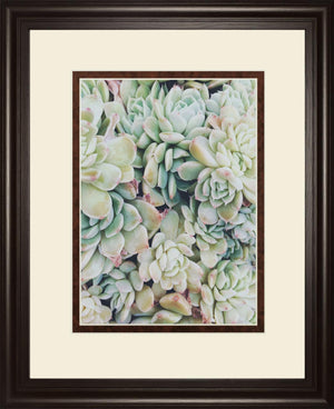 Translucent Succulents By Chelsea Kedron 34X40 Framed Print