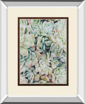 Translucent Succulents By Chelsea Kedron 34X40 Mirror Frame Print