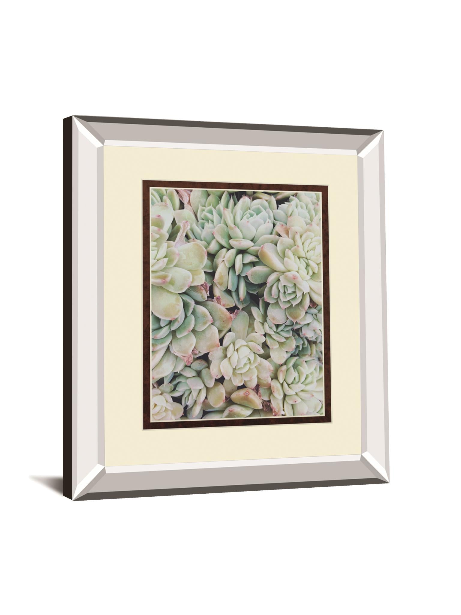 Translucent Succulents By Chelsea Kedron 34X40 Mirror Frame Print