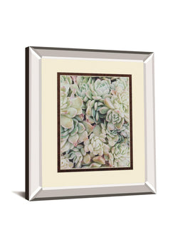 Translucent Succulents By Chelsea Kedron 34X40 Mirror Frame Print