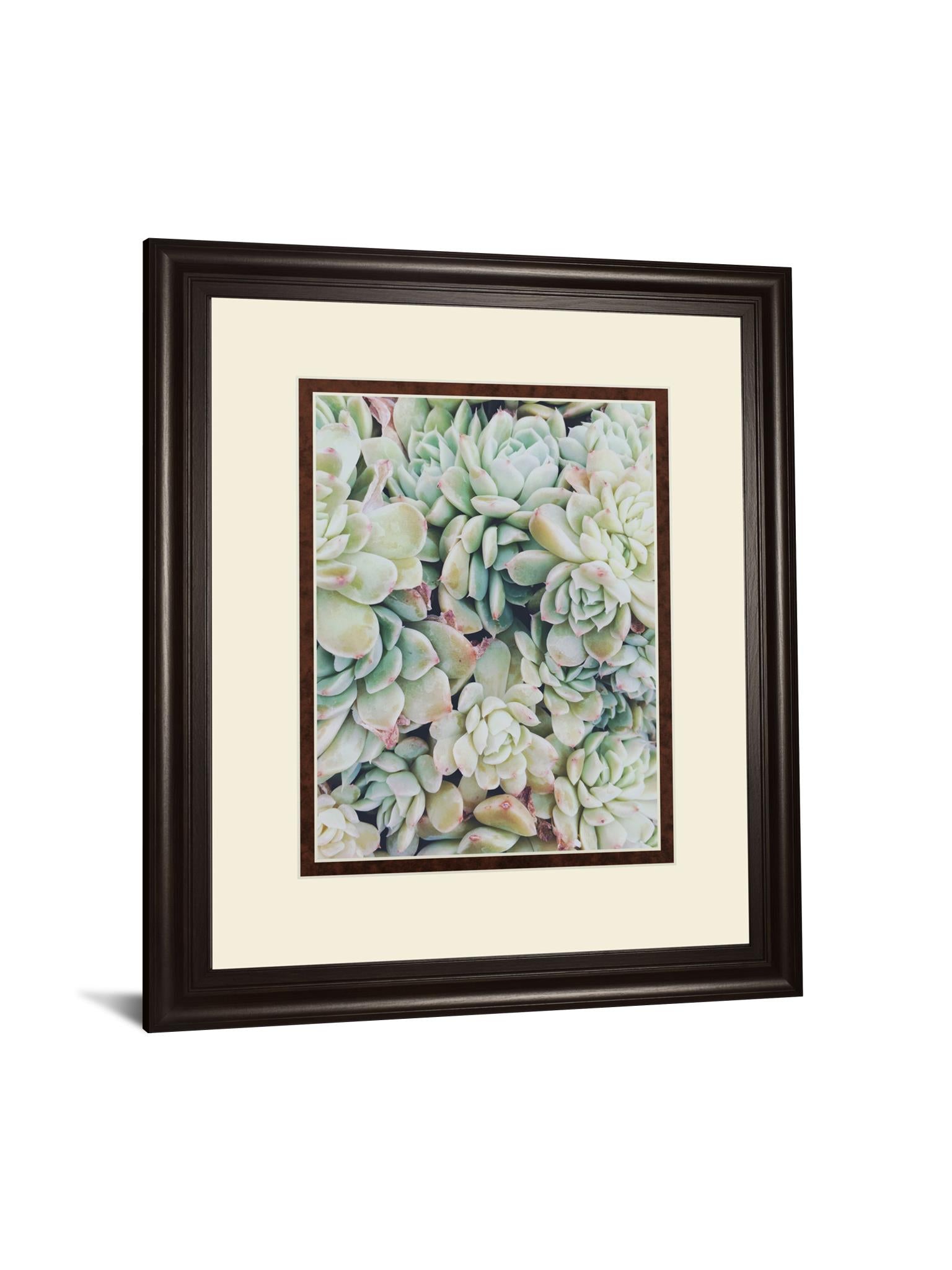 Translucent Succulents By Chelsea Kedron 34X40 Framed Print