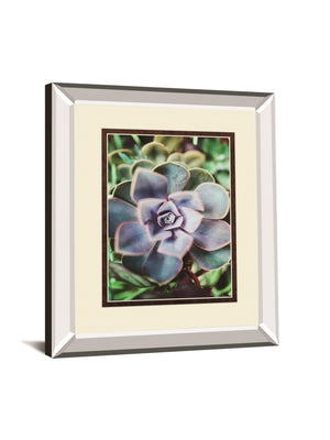 Succulence Beauty  By Chelsea Kedron 34X40 Mirror Frame Print