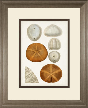 Coastal Curiosity Ii By Unknown 34X40 Framed Print