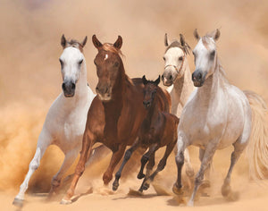 Four Horses (Framed) Giclee Canvas