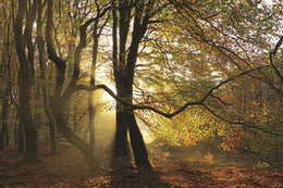 ***Monl*** Share This Dance With Me By Lars Van De Goor  (Framed) Giclee Canvas