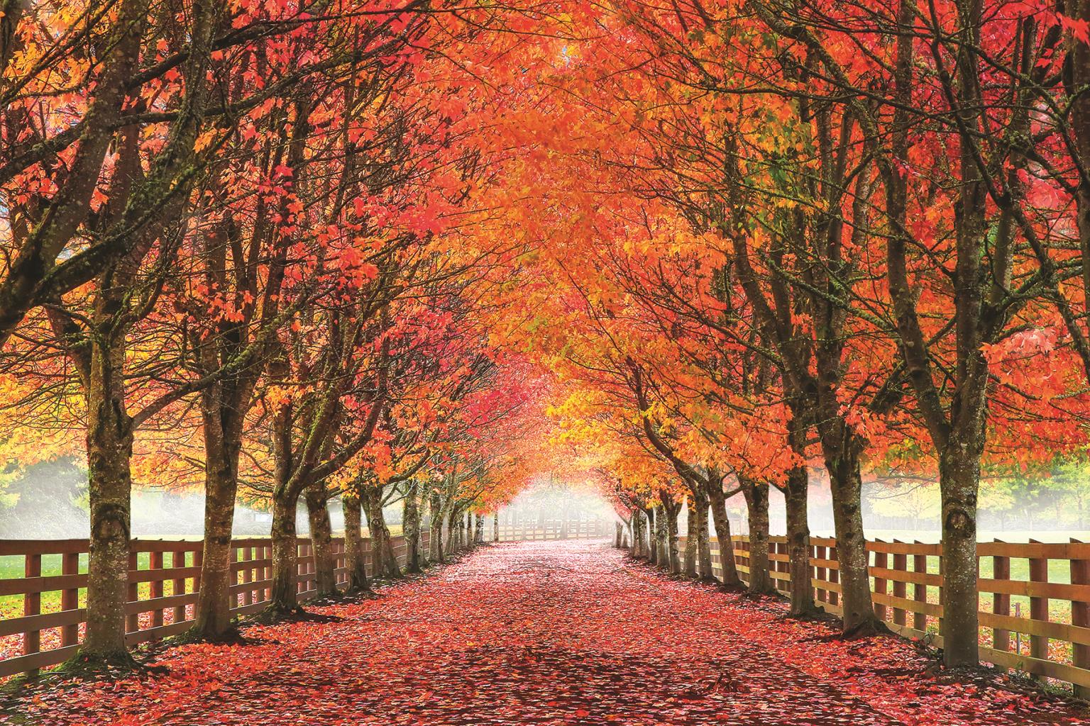 North Bend Trees By Aaron Reed (Framed) Giclee Canvas