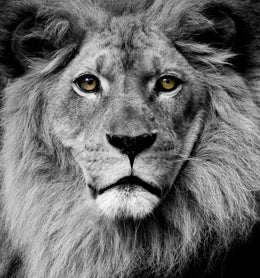Stunning King (Framed) Giclee Canvas