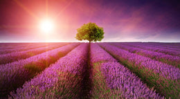 Purple Rows (Framed) Giclee Canvas