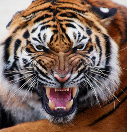 Mean Tiger (Framed) Giclee Canvas