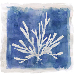 Coastal Washes Coral I By Carol Robinson (Framed) Giclee Canvas
