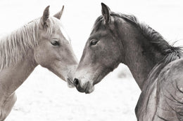Gentle Herd By Danita Delimont (Framed) Giclee Canvas