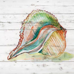 Tye Dyed Shell Ii By Carol Robinson (Framed) Giclee Canvas